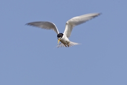 Least Tern