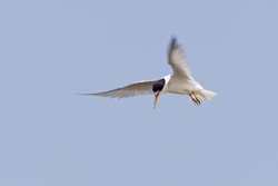 Least Tern