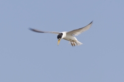 Least Tern