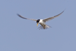 Least Tern