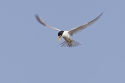 Least Tern