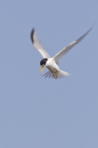 Least Tern