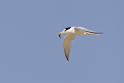 Least Tern