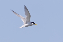 Least Tern