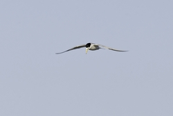 Least Tern