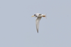Least Tern