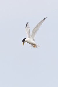 Least Tern