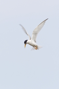 Least Tern