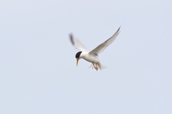 Least Tern