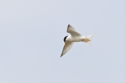 Least Tern