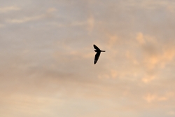 Lesser Nighthawk