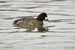 Lesser Scaup