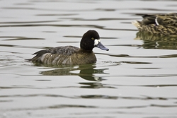 Lesser Scaup