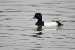 Lesser Scaup