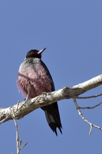 Lewiss Woodpecker