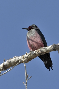 Lewiss Woodpecker