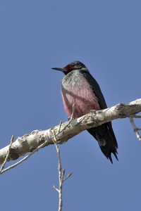 Lewiss Woodpecker