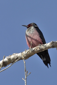 Lewiss Woodpecker