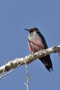 Lewiss Woodpecker