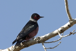 Lewiss Woodpecker