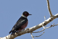 Lewiss Woodpecker