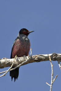 Lewiss Woodpecker