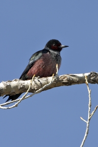 Lewiss Woodpecker