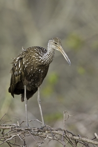 Limpkin