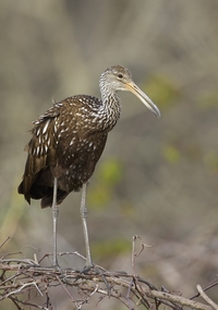 Limpkin