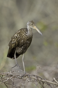 Limpkin