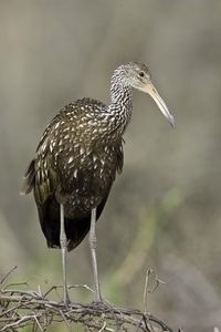 Limpkin