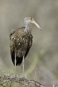 Limpkin