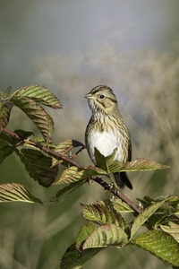 Lincolns Sparrow