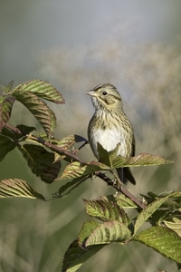 Lincolns Sparrow