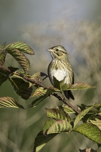 Lincolns Sparrow