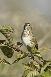 Lincolns Sparrow