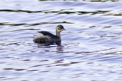 Little Grebe