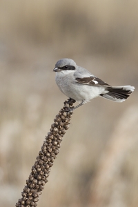 Loggerhead Shrike