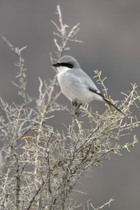 Loggerhead Shrike