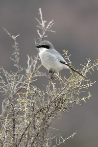 Loggerhead Shrike