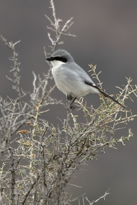 Loggerhead Shrike