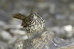 Long-billed Thrasher