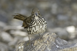 Long-billed Thrasher