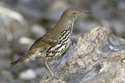 Long-billed Thrasher