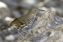 Long-billed Thrasher