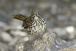 Long-billed Thrasher