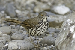 Long-billed Thrasher