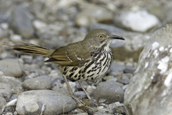 Long-billed Thrasher