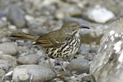 Long-billed Thrasher