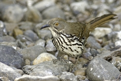 Long-billed Thrasher